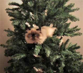 Illustration de l'article : 10 photos de chats prouvant qu'ils fêtent Noël eux aussi, mais à leur manière