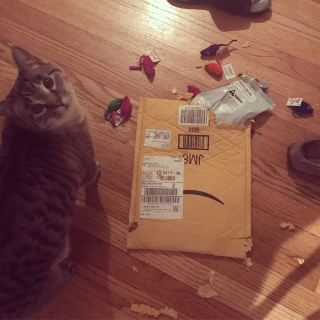Illustration de l'article : 10 photos de chats prouvant qu'ils fêtent Noël eux aussi, mais à leur manière