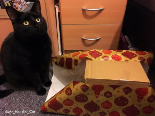 Illustration de l'article : 10 photos de chats prouvant qu'ils fêtent Noël eux aussi, mais à leur manière