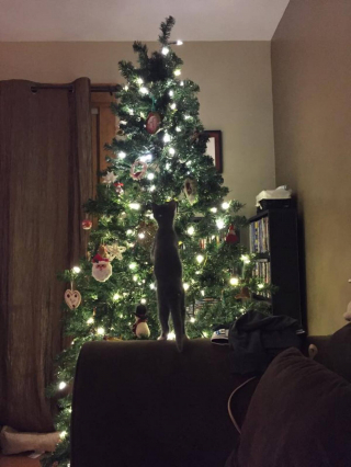 Illustration de l'article : 10 photos de chats prouvant qu'ils fêtent Noël eux aussi, mais à leur manière