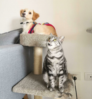Illustration de l'article : 20 photos d'animaux ayant décidé de laisser s'exprimer leur côté revanchard