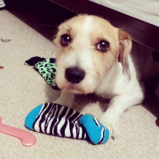 Illustration de l'article : 18 photos de chiens et de chats facétieux dont la spécialité est le vol de chaussettes