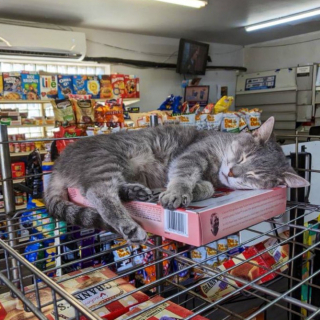 Illustration de l'article : 20 photos de chats "commerçants" qui préfèrent se prélasser sur les étalages plutôt que de tenir la boutique
