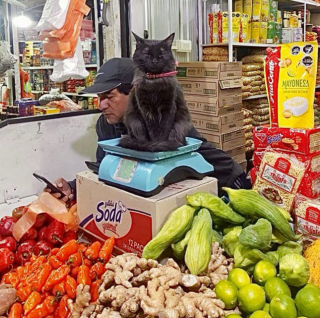Illustration de l'article : 20 photos de chats "commerçants" qui préfèrent se prélasser sur les étalages plutôt que de tenir la boutique