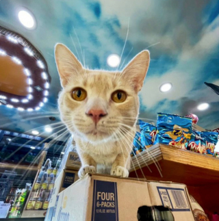 Illustration de l'article : 20 photos de chats "commerçants" qui préfèrent se prélasser sur les étalages plutôt que de tenir la boutique