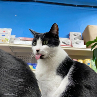 Illustration de l'article : 20 photos de chats "commerçants" qui préfèrent se prélasser sur les étalages plutôt que de tenir la boutique