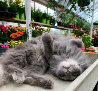 Illustration de l'article : 20 photos de chats "commerçants" qui préfèrent se prélasser sur les étalages plutôt que de tenir la boutique