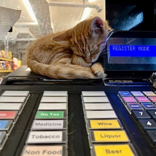 Illustration de l'article : 20 photos de chats "commerçants" qui préfèrent se prélasser sur les étalages plutôt que de tenir la boutique