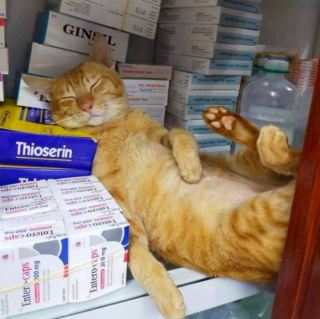 Illustration de l'article : 20 photos de chats "commerçants" qui préfèrent se prélasser sur les étalages plutôt que de tenir la boutique