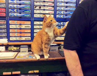 Illustration de l'article : 20 photos de chats "commerçants" qui préfèrent se prélasser sur les étalages plutôt que de tenir la boutique
