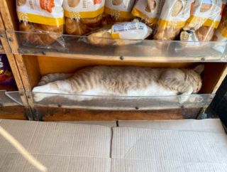 Illustration de l'article : 20 photos de chats "commerçants" qui préfèrent se prélasser sur les étalages plutôt que de tenir la boutique