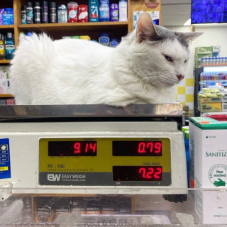 Illustration de l'article : 20 photos de chats "commerçants" qui préfèrent se prélasser sur les étalages plutôt que de tenir la boutique