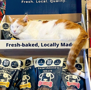 Illustration de l'article : 20 photos de chats "commerçants" qui préfèrent se prélasser sur les étalages plutôt que de tenir la boutique