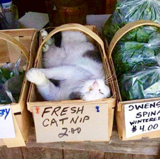 Illustration de l'article : 20 photos de chats "commerçants" qui préfèrent se prélasser sur les étalages plutôt que de tenir la boutique