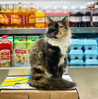 Illustration de l'article : 20 photos de chats "commerçants" qui préfèrent se prélasser sur les étalages plutôt que de tenir la boutique