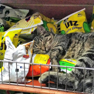 Illustration de l'article : 20 photos de chats "commerçants" qui préfèrent se prélasser sur les étalages plutôt que de tenir la boutique