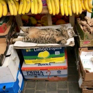 Illustration de l'article : 20 photos de chats "commerçants" qui préfèrent se prélasser sur les étalages plutôt que de tenir la boutique