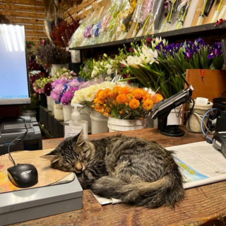 Illustration de l'article : 20 photos de chats "commerçants" qui préfèrent se prélasser sur les étalages plutôt que de tenir la boutique