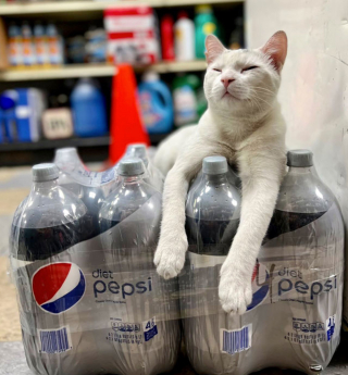 Illustration de l'article : 20 photos de chats "commerçants" qui préfèrent se prélasser sur les étalages plutôt que de tenir la boutique