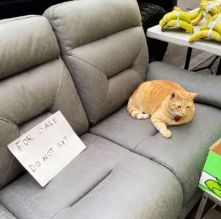 Illustration de l'article : 20 photos de chats "commerçants" qui préfèrent se prélasser sur les étalages plutôt que de tenir la boutique