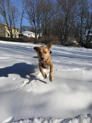 Illustration de l'article : 20 photos de chiens que la neige rend totalement fous de joie