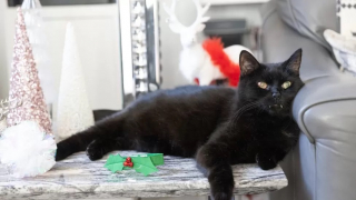 Illustration de l'article : Ce couple est persuadé d'avoir gagné à la loterie grâce à son chat, Billy