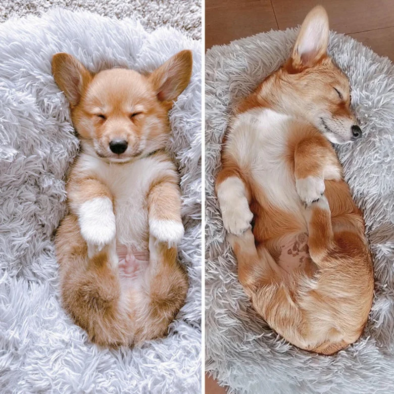 https://www.woopets.fr/assets/ckeditor/2022/dec/actualities/20244/xl/adorable-sleeping-animals-306-635a8dedafc16__700.jpg