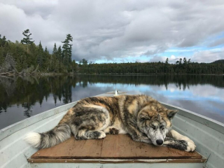 Illustration de l'article : 20 photos d'animaux endormis qui adouciront instantanément votre journée