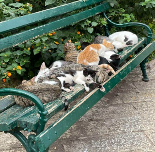 Illustration de l'article : 20 photos d'animaux endormis qui adouciront instantanément votre journée