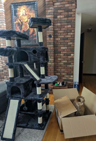 Illustration de l'article : 20 photos rappelant pourquoi les chats roux sont des êtres à part