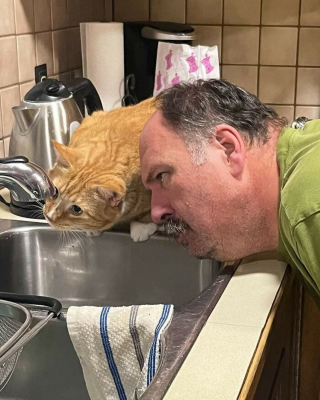 Illustration de l'article : 20 photos rappelant pourquoi les chats roux sont des êtres à part