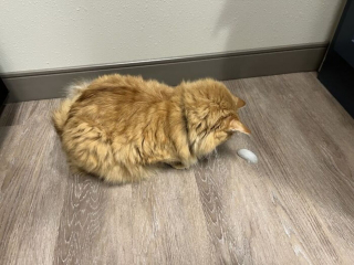 Illustration de l'article : 20 photos rappelant pourquoi les chats roux sont des êtres à part