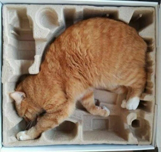 Illustration de l'article : 20 photos rappelant pourquoi les chats roux sont des êtres à part