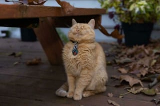 Illustration de l'article : 20 photos rappelant pourquoi les chats roux sont des êtres à part