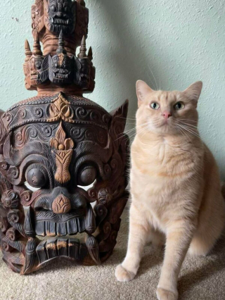 Illustration de l'article : 20 photos rappelant pourquoi les chats roux sont des êtres à part