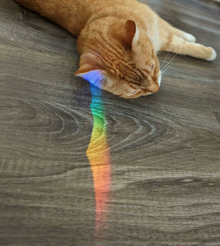 Illustration de l'article : 20 photos rappelant pourquoi les chats roux sont des êtres à part