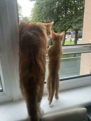 Illustration de l'article : 20 photos rappelant pourquoi les chats roux sont des êtres à part