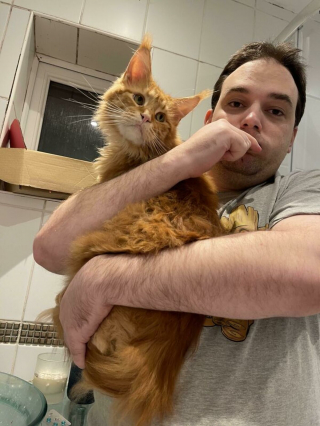 Illustration de l'article : 20 photos rappelant pourquoi les chats roux sont des êtres à part
