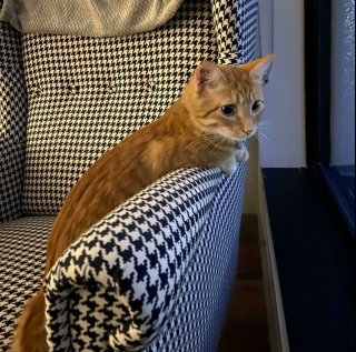 Illustration de l'article : 20 photos rappelant pourquoi les chats roux sont des êtres à part