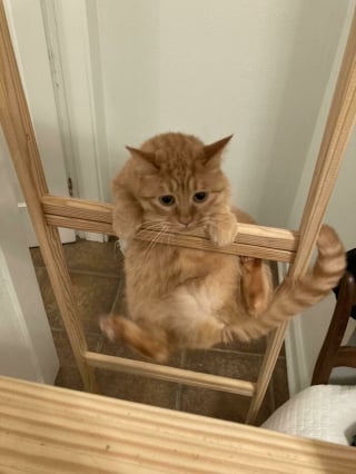 Illustration de l'article : 20 photos rappelant pourquoi les chats roux sont des êtres à part