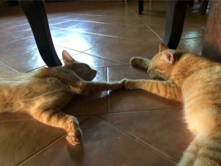 Illustration de l'article : 20 photos rappelant pourquoi les chats roux sont des êtres à part