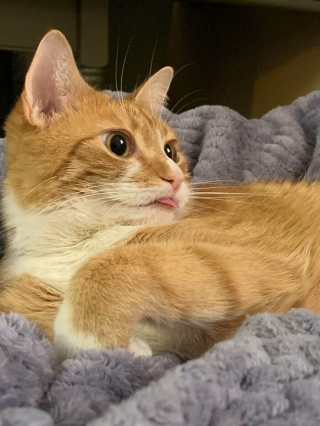 Illustration de l'article : 20 photos rappelant pourquoi les chats roux sont des êtres à part