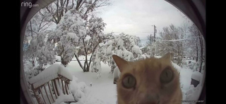 Illustration de l'article : 20 photos rappelant pourquoi les chats roux sont des êtres à part