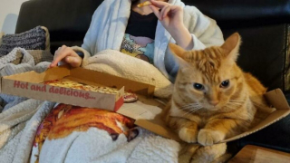 Illustration de l'article : 20 photos rappelant pourquoi les chats roux sont des êtres à part