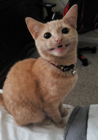 Illustration de l'article : 20 photos rappelant pourquoi les chats roux sont des êtres à part