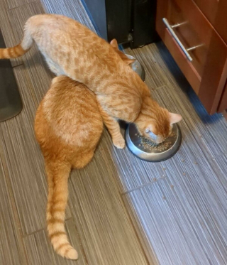 Illustration de l'article : 20 photos rappelant pourquoi les chats roux sont des êtres à part
