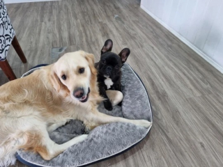 Illustration de l'article : Un chien destructeur se métamorphose avec l’arrivée d’un nouveau chiot (vidéo)