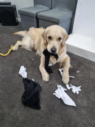 Illustration de l'article : Un chien destructeur se métamorphose avec l’arrivée d’un nouveau chiot (vidéo)