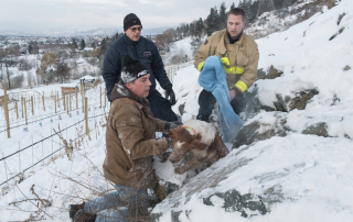 Illustration de l'article : Un chien perdu est retrouvé coincé sous un rocher par son congénère, les pompiers interviennent en urgence