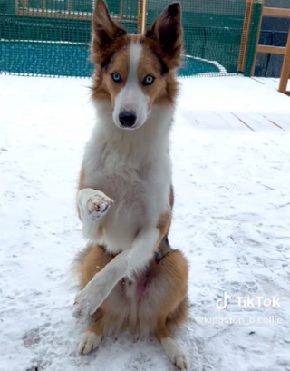 Illustration de l'article : Un chien spécialiste du frisbee opéré d'une maladie rare grâce à la générosité du public
